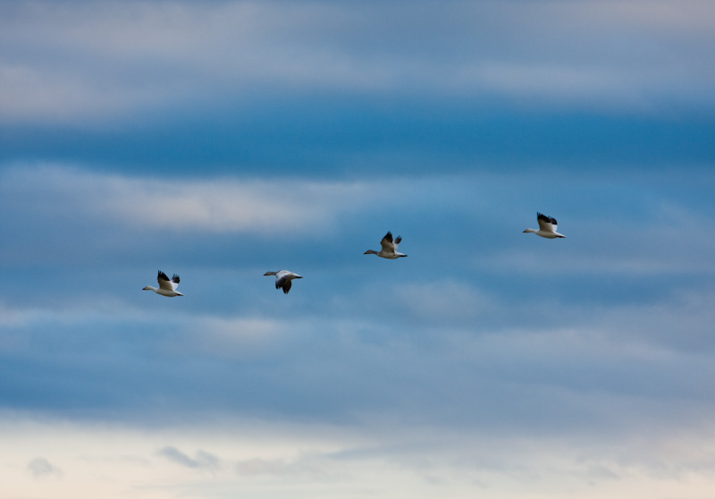 Snow Geese In Flight